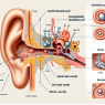 Cómo afecta CLA al sistema vestibular